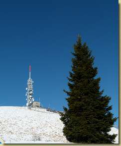gli alberi del del Mottarone...