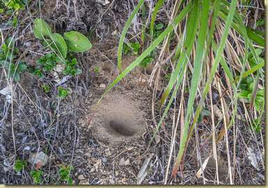 le trappole dei Formicaleone...