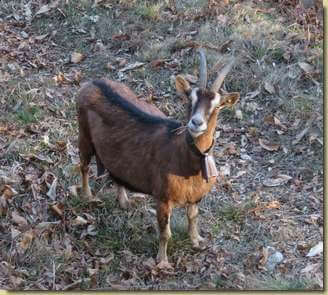 capretta sul percorso...