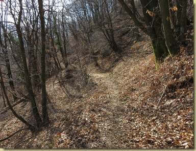 ritorno nel bosco...