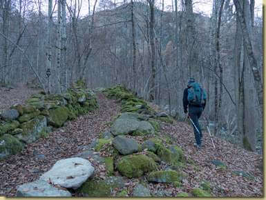 salendo nel bosco...