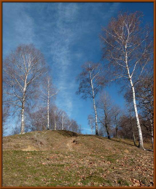 nel bosco...