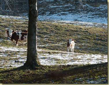 pascoli invernali a Coiromonte...