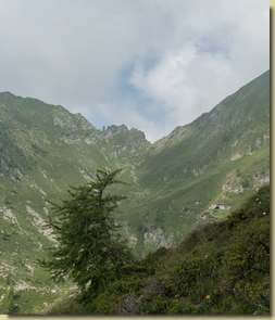 il larice indica il percorso...