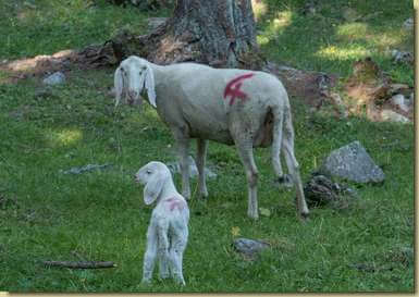 "4" e il suo agnellino...