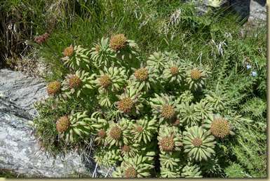 Rhodiola rosea...