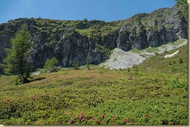 rododendri fioriti...