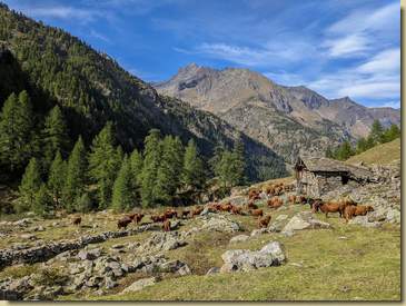 la mandria si è radunata presso l'Alpe Buzzo...