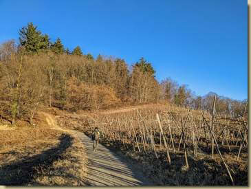 tra i vigneti...