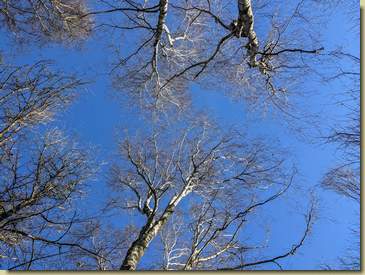 verso il cielo...