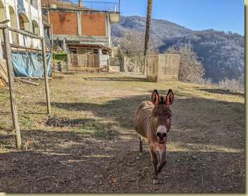un saluto all'asinello ascoltato in mattinata arrivando in paese...