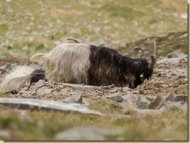 capra bicolore sul Pioltone...