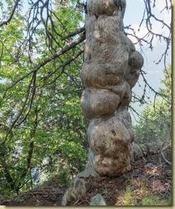 creature del bosco...