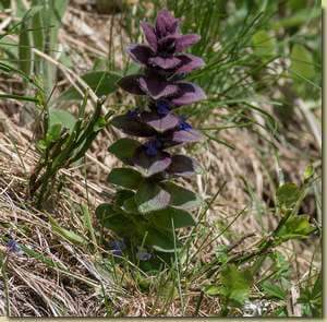 Ajuga pyramidalis...