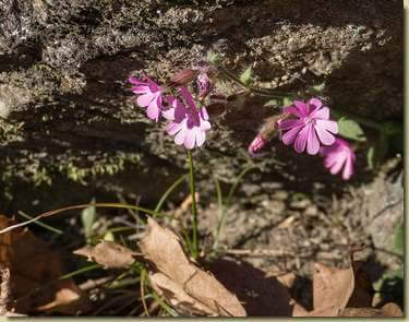 fioritura di fine dicembre...