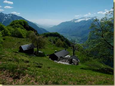 sui prati dell'Alpe Piana...