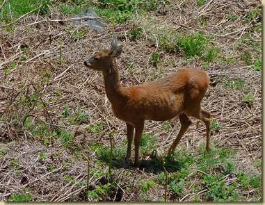 capriolo all'Alpe Camugher...