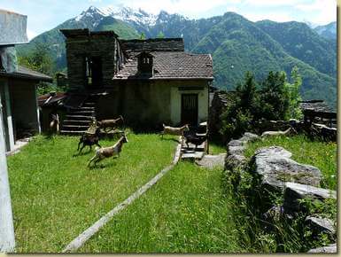 capre in fuga a Selvavecchia...
