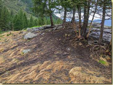 qualche pecora ha visitato la zona...