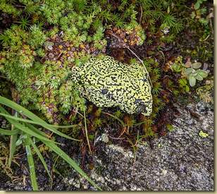 un bel sasso decorato dalla natura...