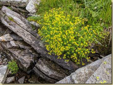 Sassifraga gialla...
