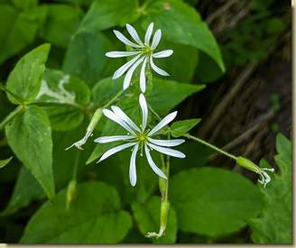 Centocchio dei boschi...