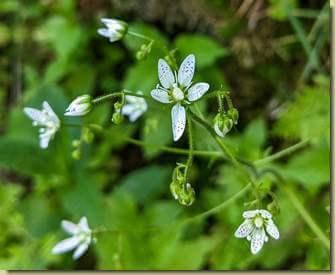 la bella Sassifraga a foglie rotonde...