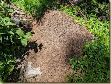 formicaio sul sentiero...