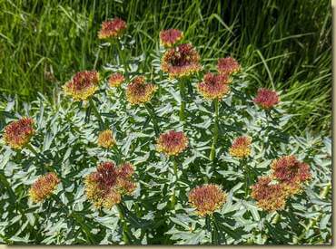 Rhodiola rosea...