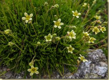 Saxifraga cespitosa sulla cima del Rovale...
