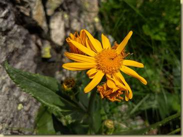 Arnica montana...