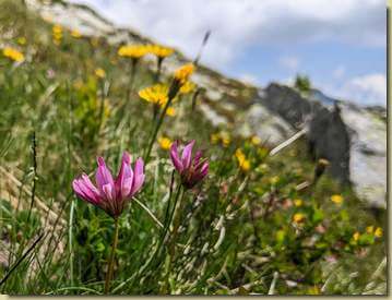 Trifoglio alpino in primo piano...