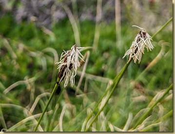 Carex pilosa...