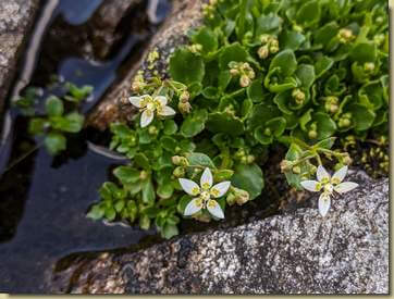 la bella Sassifraga stellata...