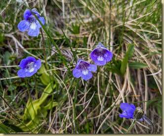 c'è anche la Pinguicola...