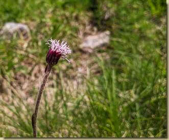 Tossilaggine alpina...