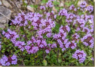 il profumato Timo...