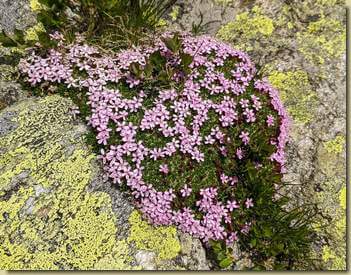 Silene acaulis...