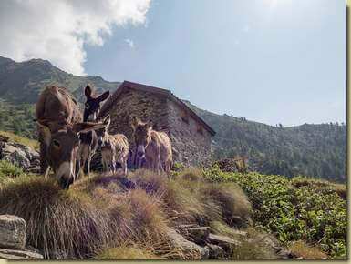 asinelli all'Alpe Asinello...