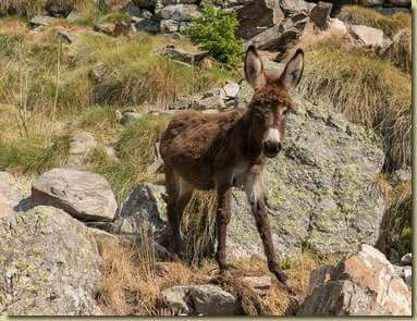 l'ultimo arrivato...