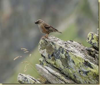 portando il cibo ai piccoli...