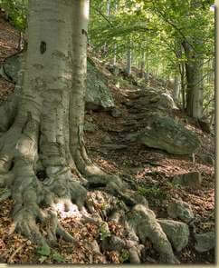 salendo nella faggeta...