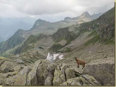 capretta solitaria...