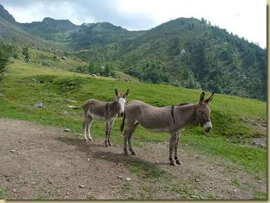 asinelli a Cheggio...