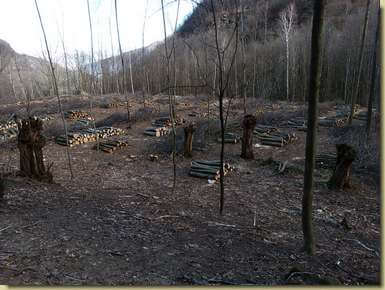legna nel bosco...
