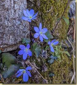 Hepatica...