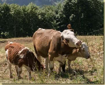 mucche di Salecchio...