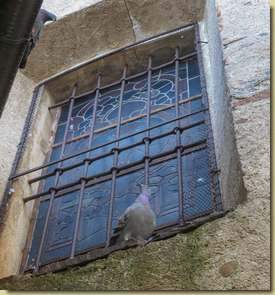 piccioni di Briga Novarese...