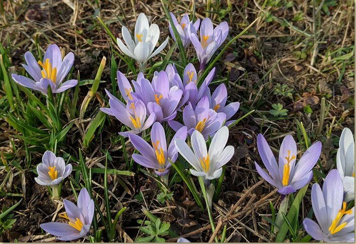 Crocus...