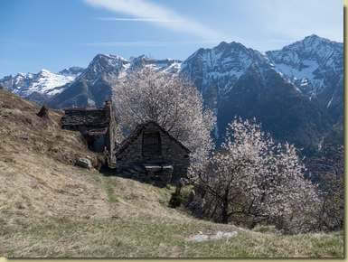 ciliegi fioriti all'Alpe La Scala...